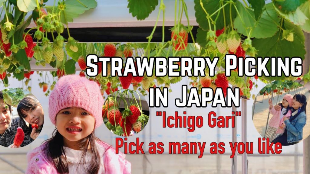 Strawberry Picking in Japan | Pick as many as you want