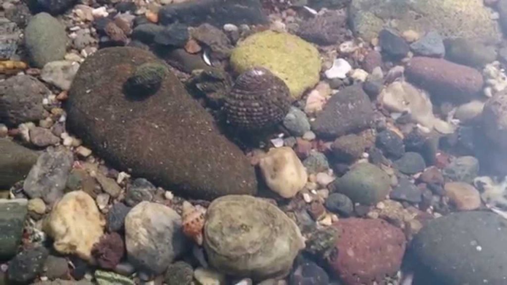 Unzen City, Nagasaki JAPAN : Tidepools