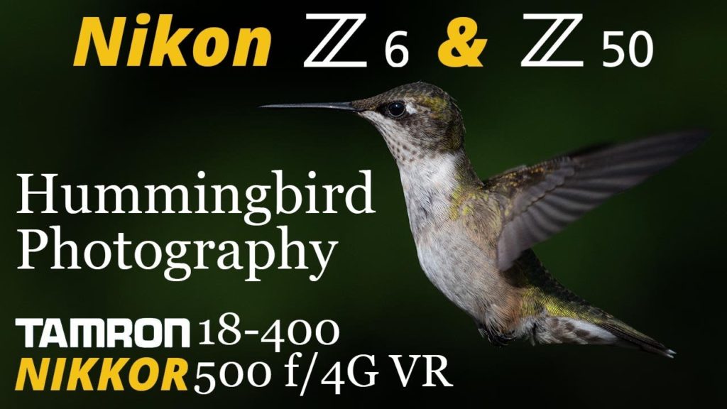 Nikon Z6 & Z50 • Hummingbird Photography with Tamron 18-400 & NIKKOR 500 f/4G VR Nikon Z6 & Z50 • Hummingbird Photography with Tamron 18-400 & NIKKOR 500 f/4G VR