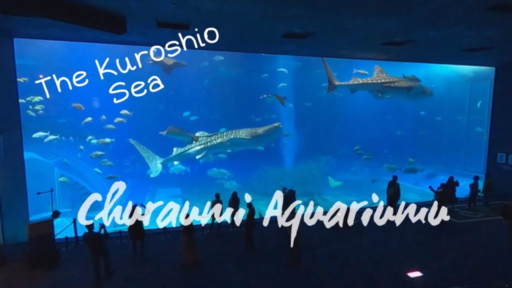 Okinawa Churaumi Aquarium - largest aquarium in Japan!