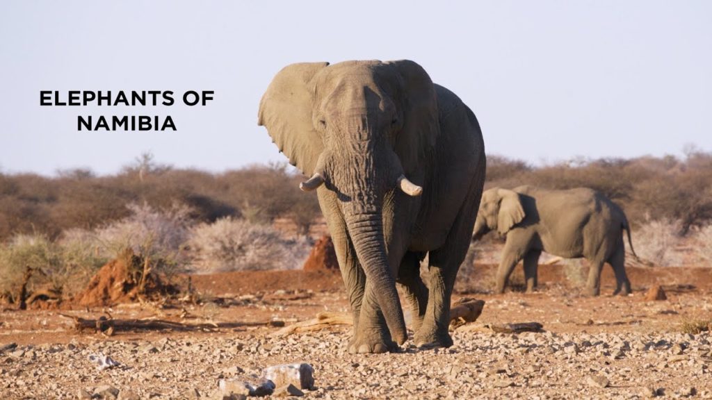 Elephants of Namibia - Sony A7RII & Canon 100-400mm II L - 4K