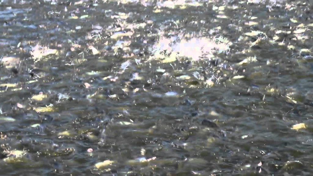 Fish farm in Soc Trang, Mekong Delta (Viet Nam)