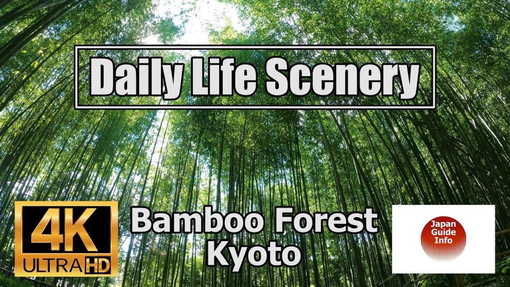 "The Pathway of Bamboo Forest" in Arashiyama, Kyoto, Japan  Daily Life Scenery【4K】京都嵐山 竹林の小径