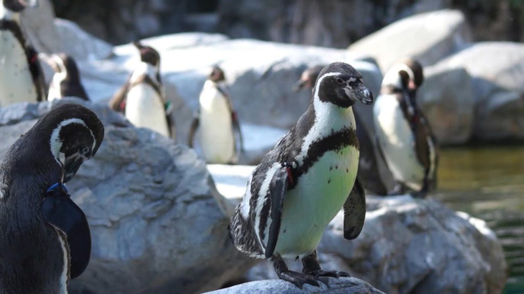 とにかくペンギンに癒されるだけの動画【動物動画】横浜ズーラシア