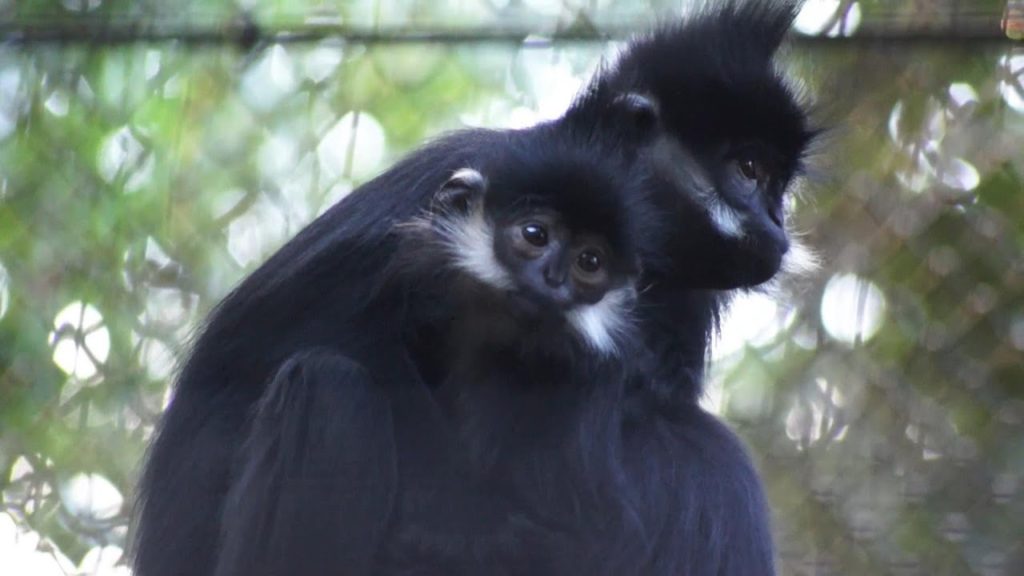 サルの赤ちゃんが可愛いすぎるだけの動画【動物動画】横浜ズーラシア