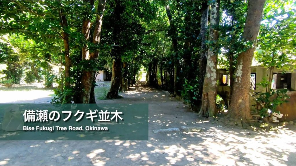 備瀬のフクギ並木 Bise Fukugi Tree Road