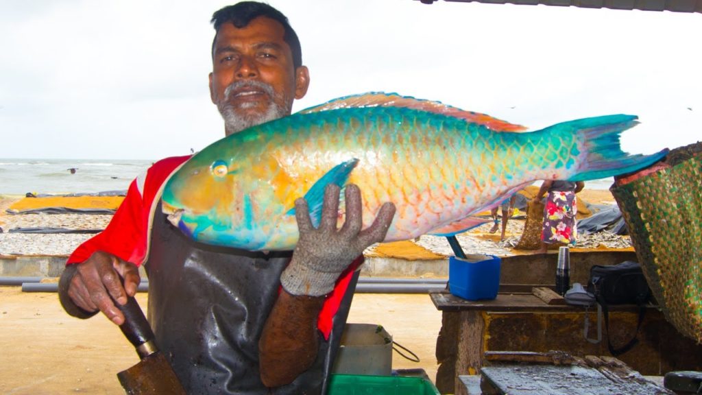 Filleting Parrot Fish | Fish Cutting Skills Sri lanka Filleting Parrot Fish | Fish Cutting Skills Sri lanka