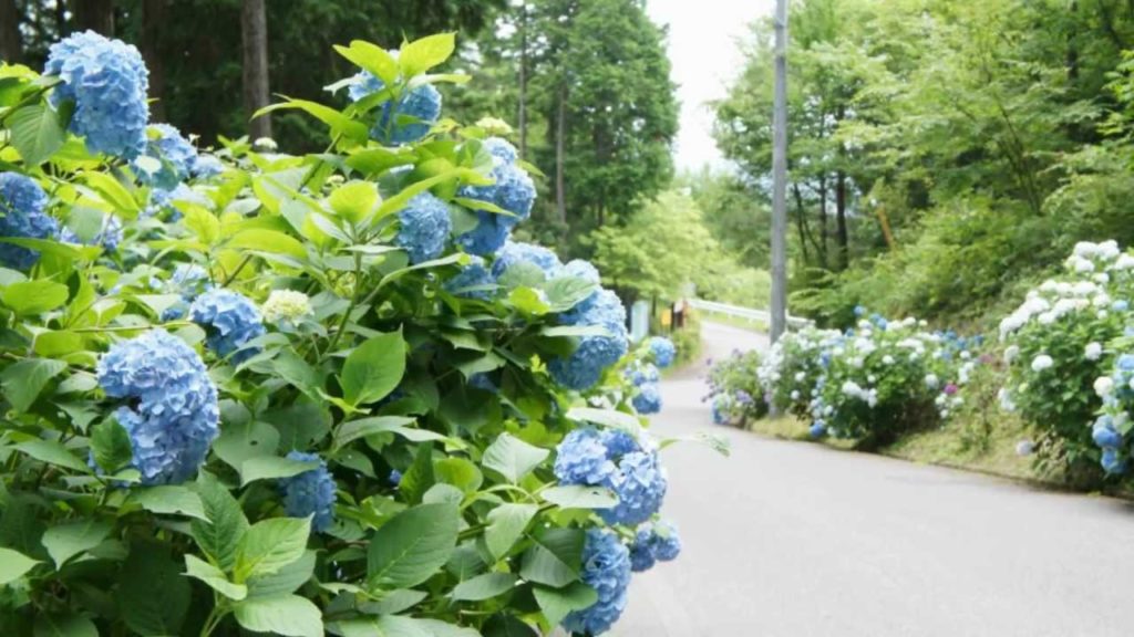 Driving through Hydrangea Road in Takebe no Mori