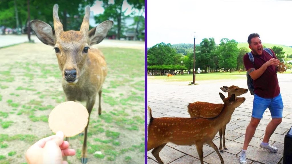 π―π΅ DEER ATTACK IN NARA PARK! π―π΅ | Japan Vlog #3 π―π΅ DEER ATTACK IN NARA PARK! π―π΅ | Japan Vlog #3