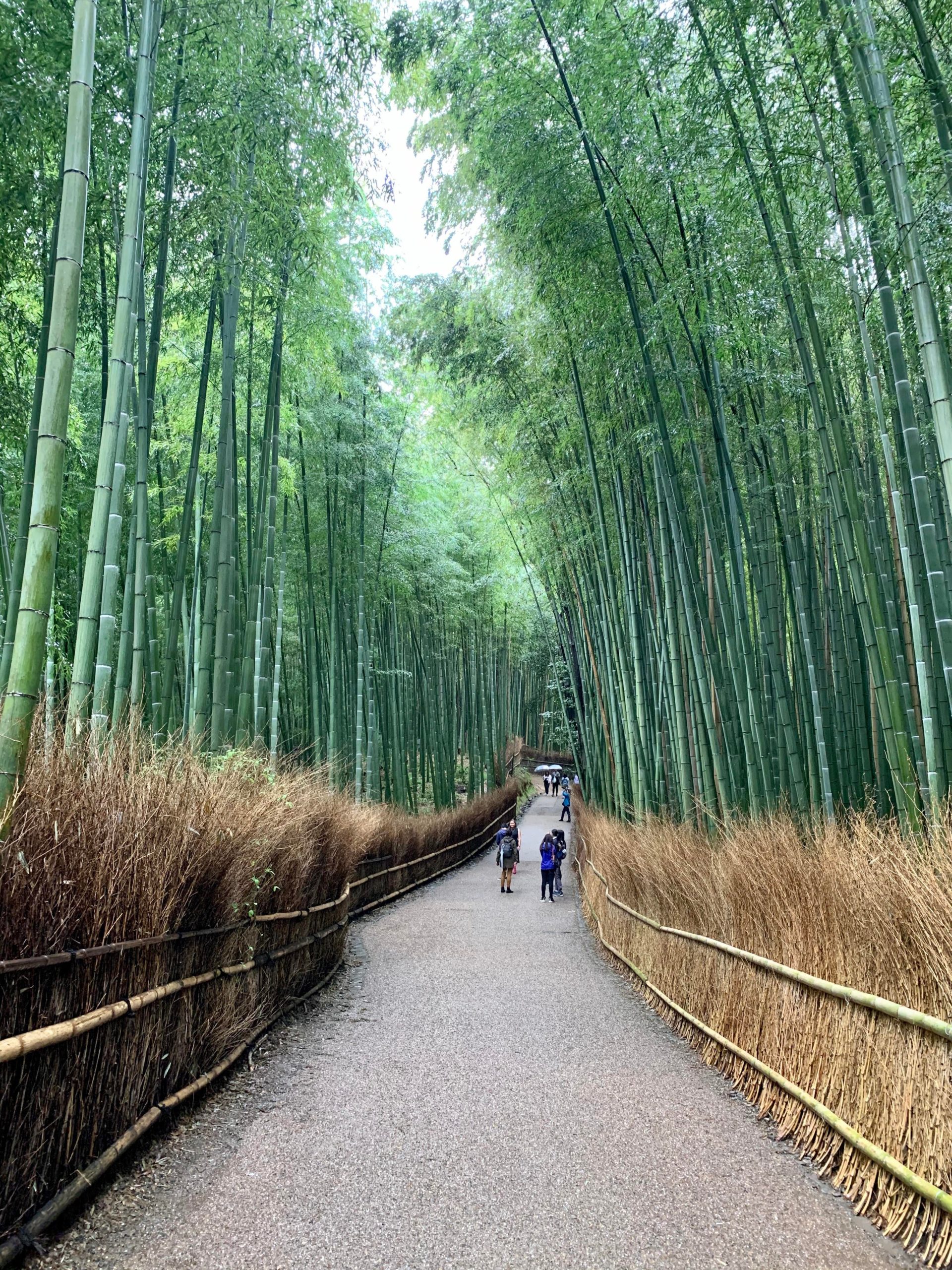 Arashiyama Bamboo Grove in Kyoto Alo Japan