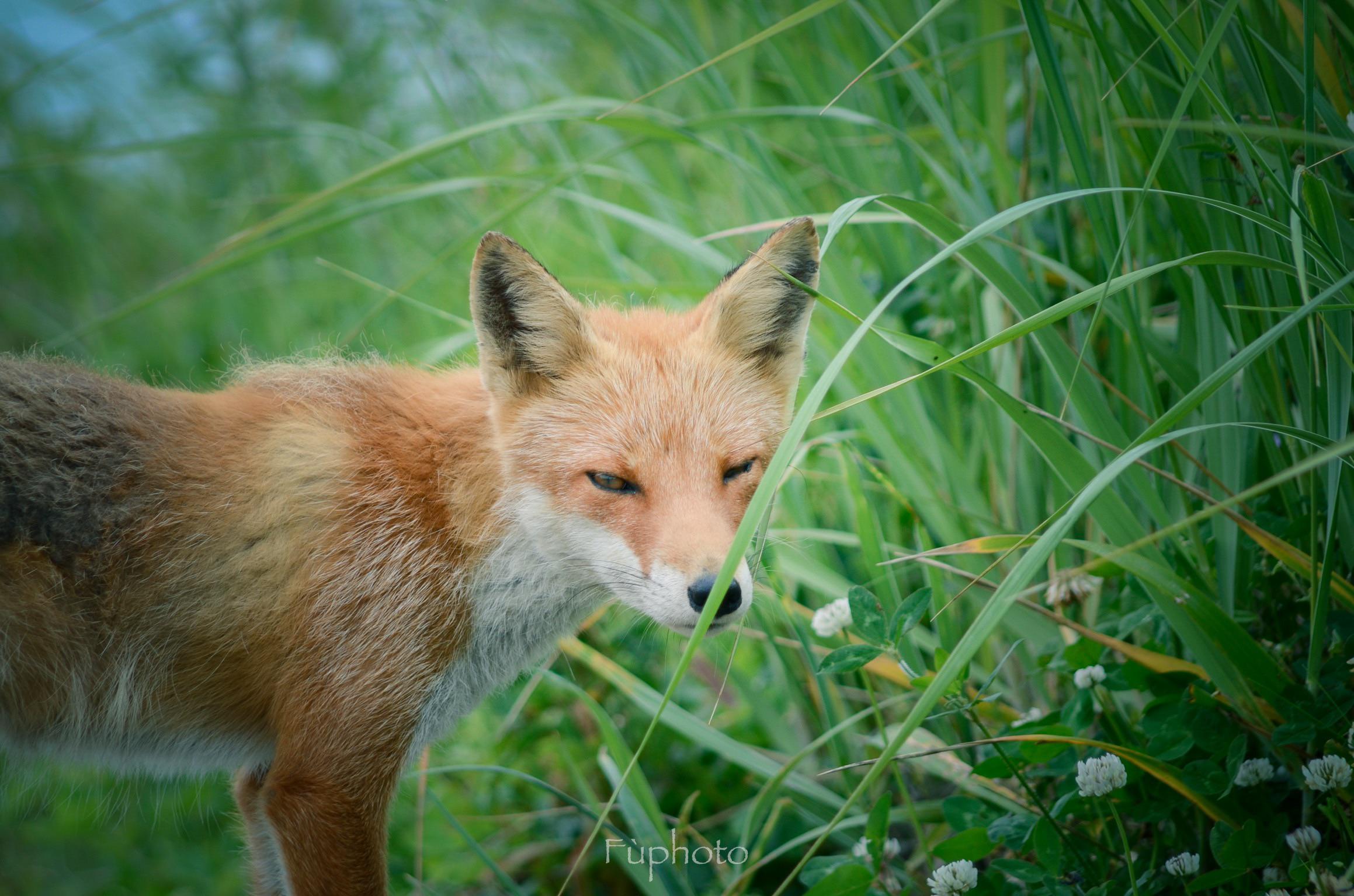 Kitakitsune In Hokkaido Alo Japan