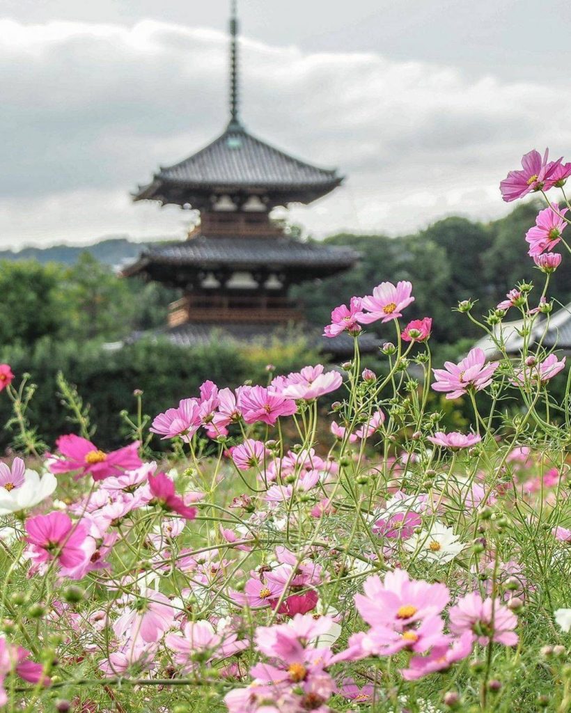 In Japan, cosmos flowers are often referred to as the cherry blossoms of autumn ...