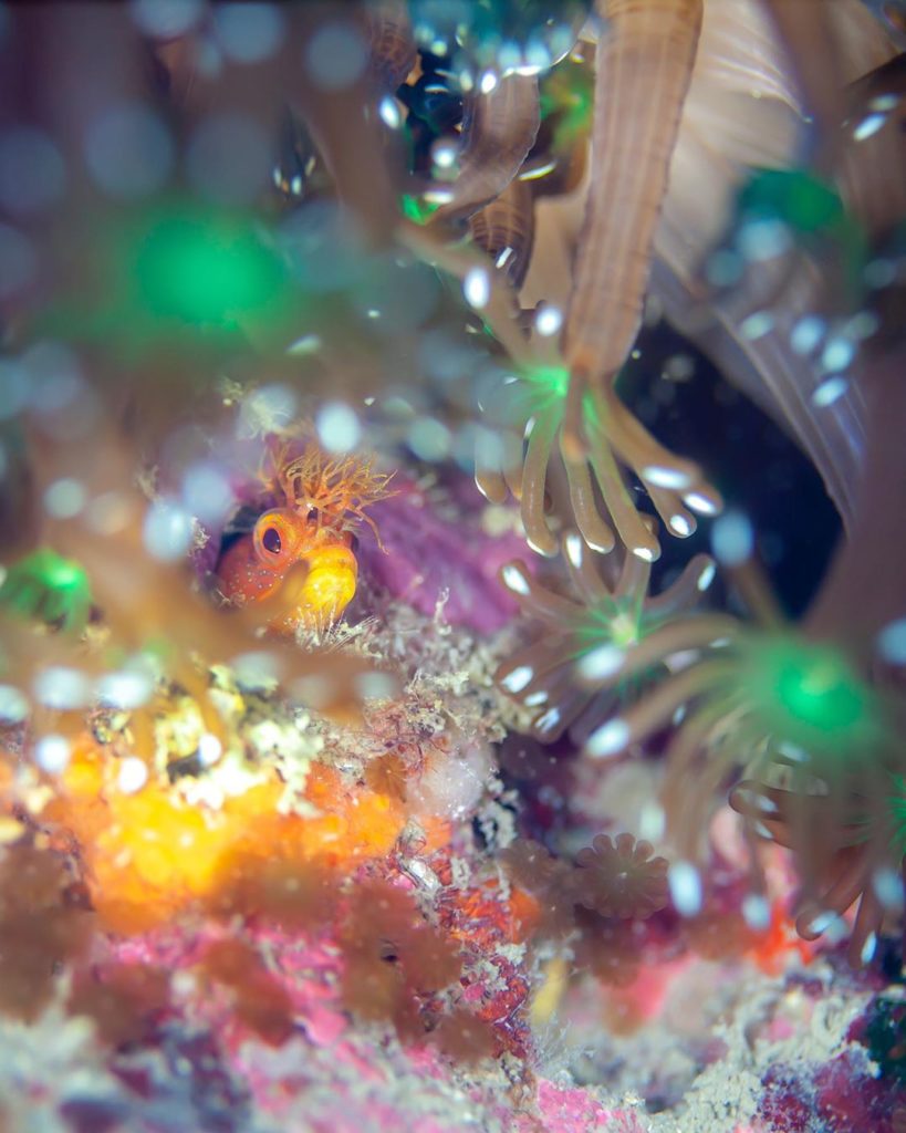 Visit Japan: Japan Underwater Photo Contest 2020
JNTO is giving away a bunch of cool diving g… Japan Underwater Photo Contest 2020
JNTO is giving away a bunch of cool diving g...