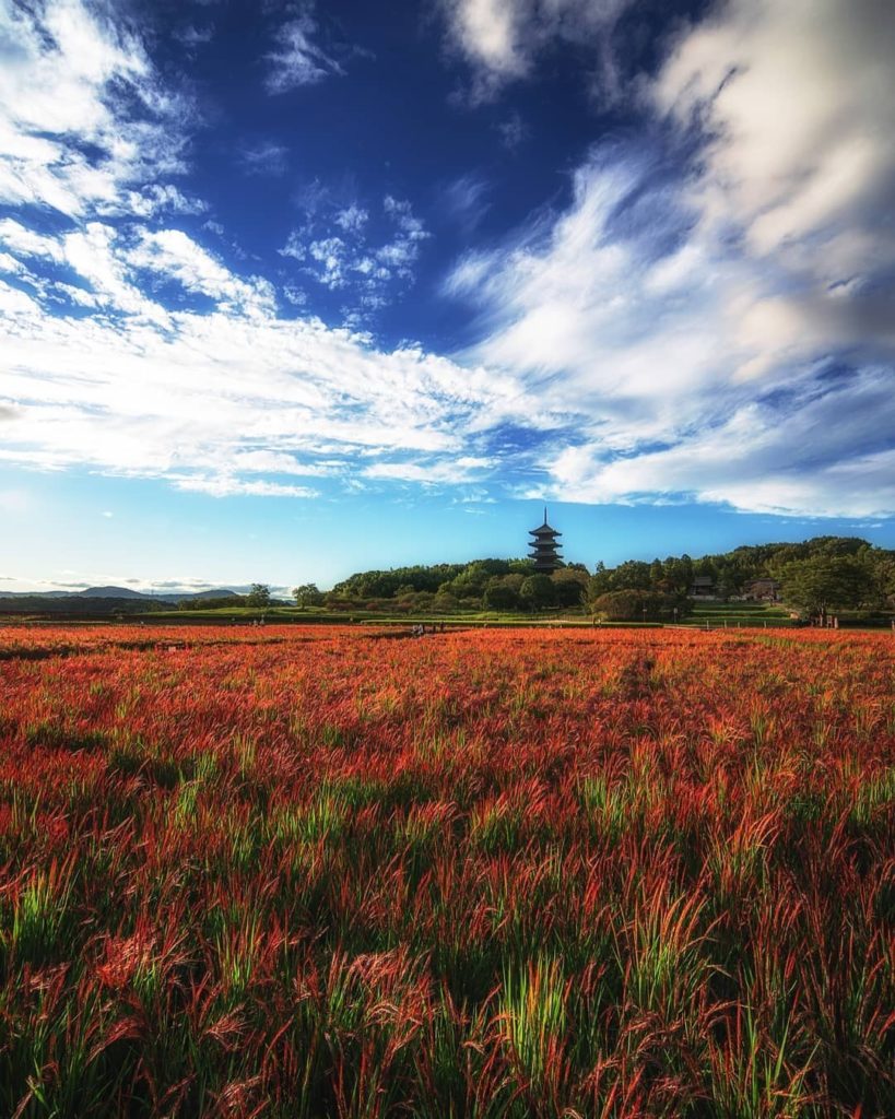 Visit Japan: Would you believe us if we told you those red plants are actually rice? And chec… Would you believe us if we told you those red plants are actually rice? And chec...