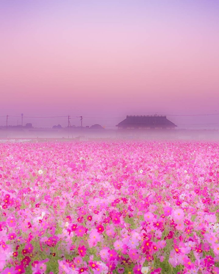 Visit Japan: Just look at this pink color of 28 million cosmos flowers ...