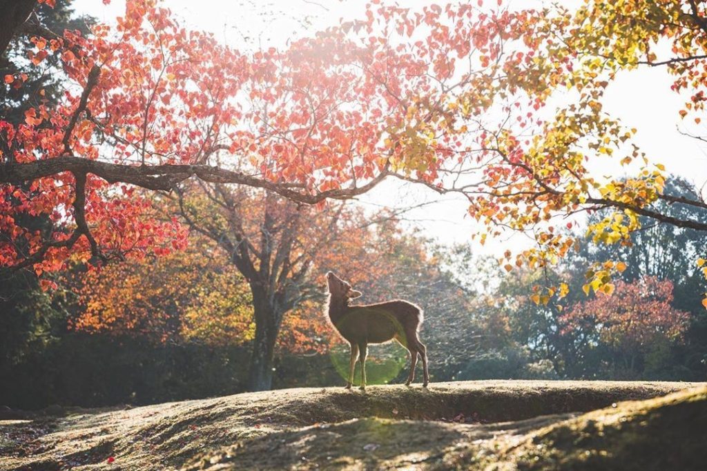 It's not just us humans who enjoy the beautiful fall colors; even the deer in Na...