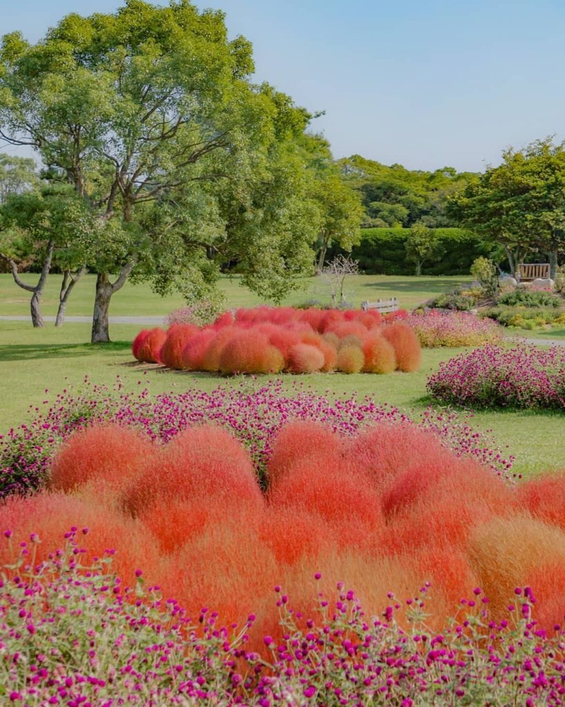 Visit Japan: How cute are those little puff balls? Known as ‘kochia’ or bassia scoparia, thes… How cute are those little puff balls? Known as 'kochia' or bassia scoparia, thes...