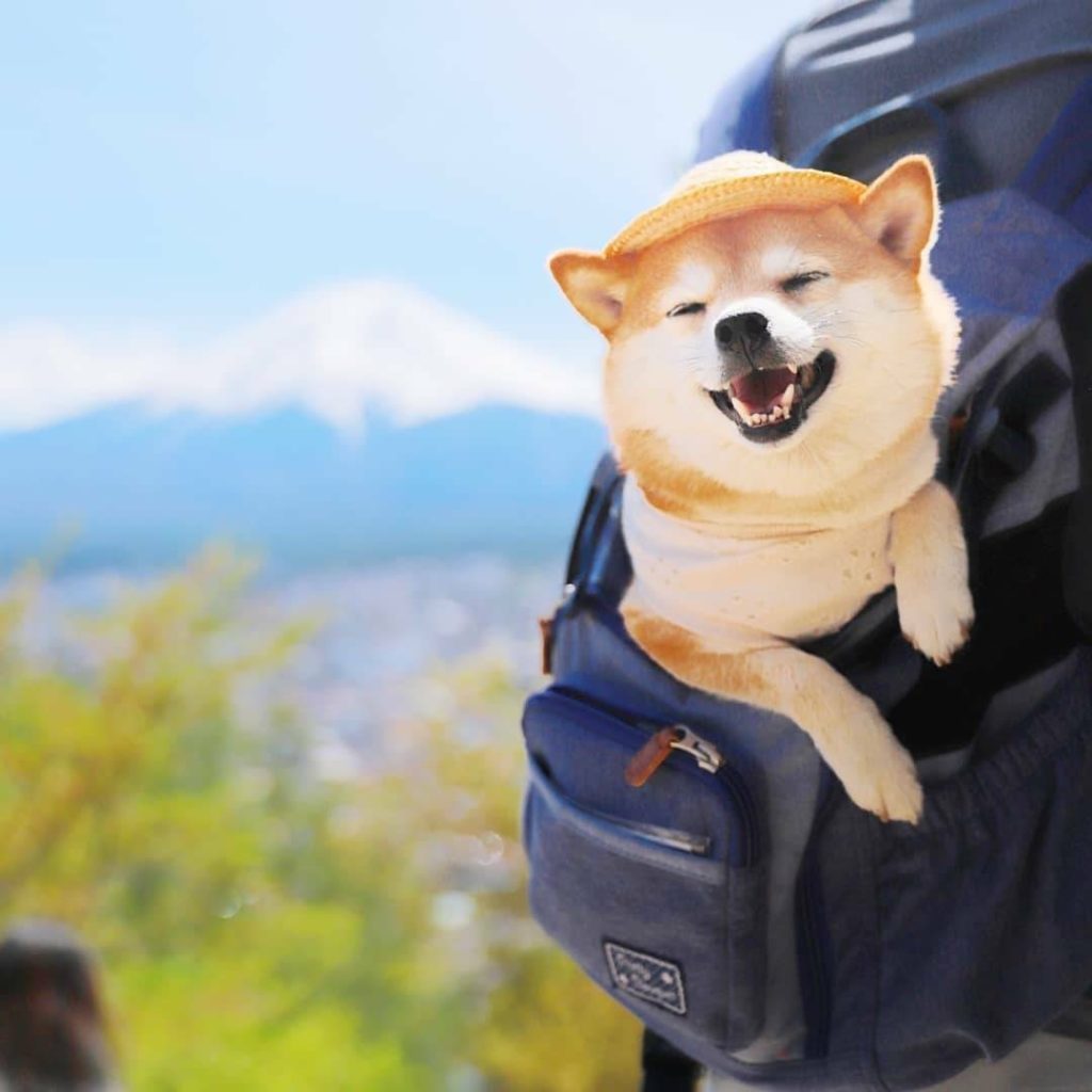 If there was an award for the cutest travel buddy in the world, we think we know...