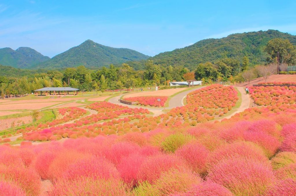Visit Japan: As summer ends and the days get shorter and cooler, the Kochia bushes of Sanukim… As summer ends and the days get shorter and cooler, the Kochia bushes of Sanukim...