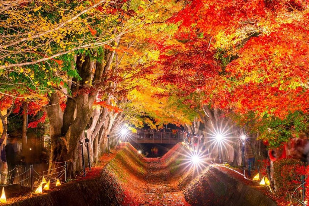 The Momiji Corridor, situated next to Lake Kawaguchi, is a popular spot for tour...