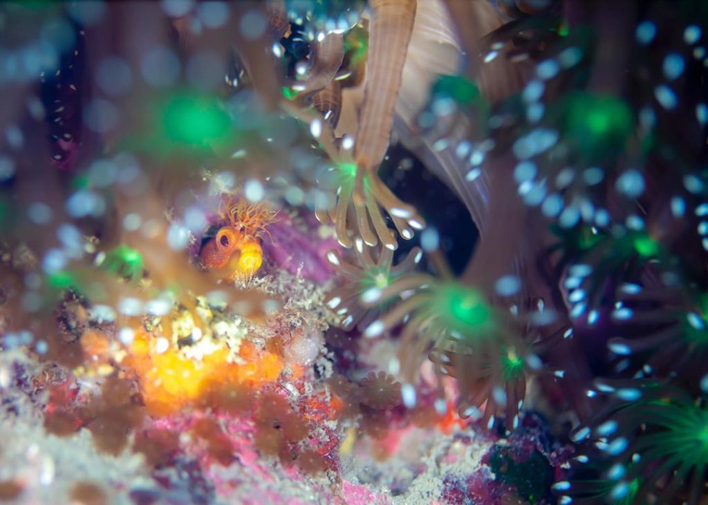 These two photos, taken in the oceans surrounding the Yamaguchi prefecture, won ...