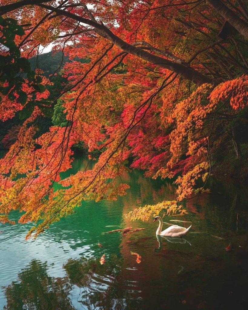 A blissful, birds eye view of nature's magic 
: @hiro_510
-----⁣⠀
Yamanashi Pref...