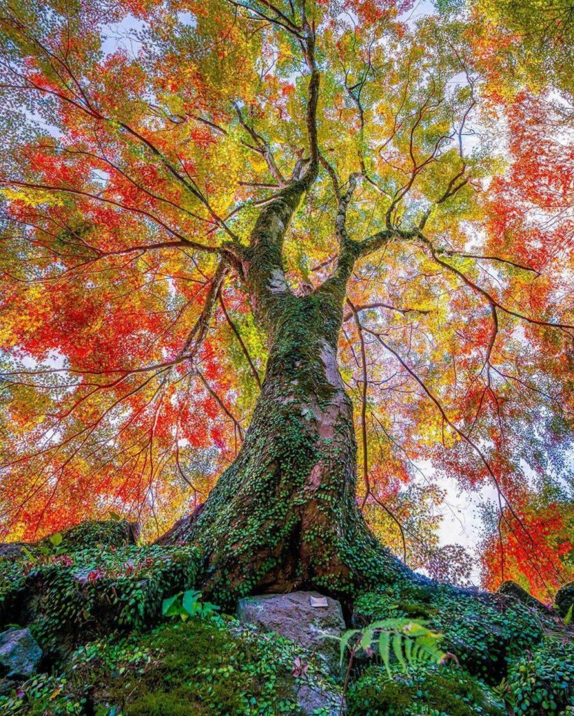 Japan Travel: The spectacular beauty of nature in autumn honestly takes our breath away at tim… The spectacular beauty of nature in autumn honestly takes our breath away at tim...