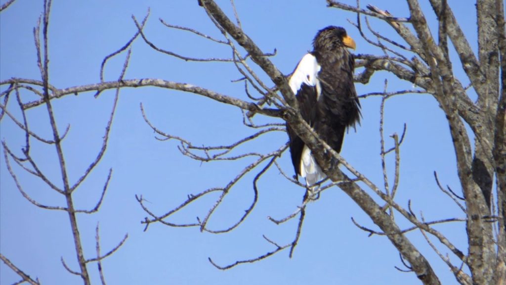 8 best days out in Winter Hokkaido #2 The sound of silence  Kushiro Marshes