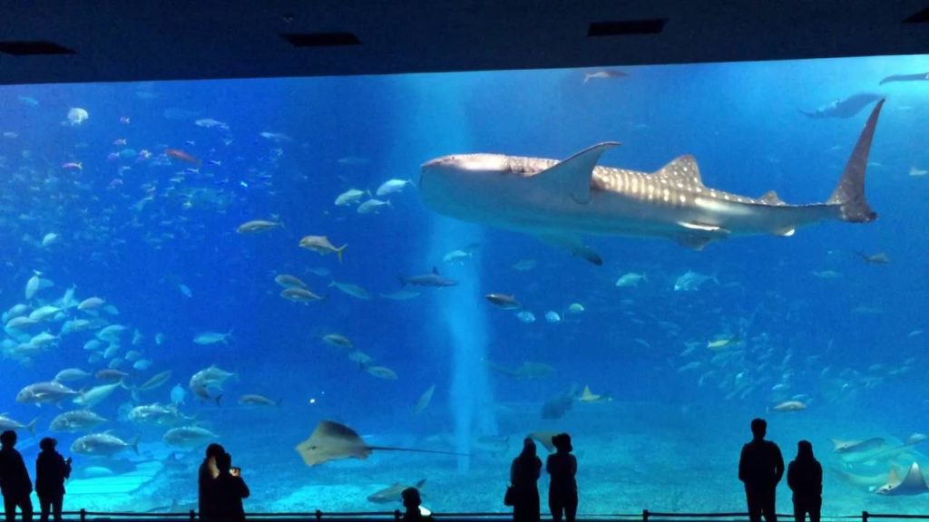 Okinawa Churaumi Aquarium whale shark