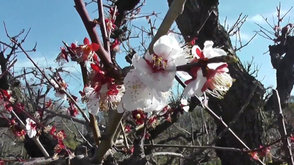 My Golden Years Travel - Osaka on 22 March 2016 Part 3