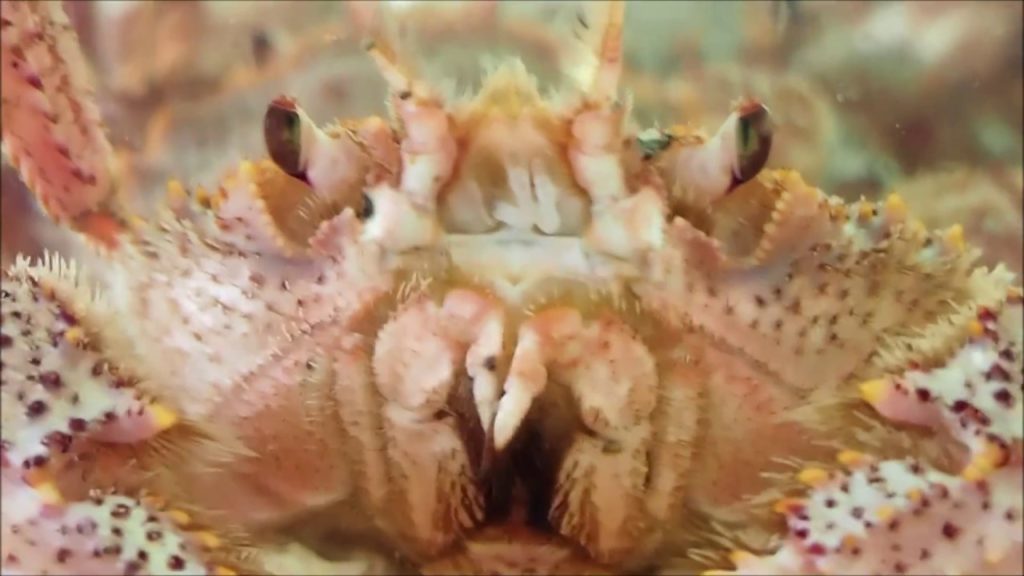 函館朝市☆  大アップの蟹 イカ　Hakodate Fisherman's market