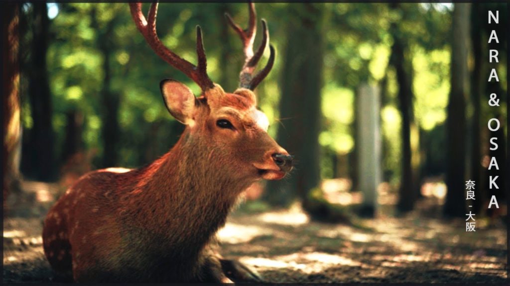 NARA DEER PARK & OSAKA | Cinematic Travel Vlog NARA DEER PARK & OSAKA | Cinematic Travel Vlog