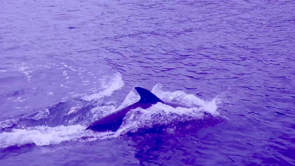 KAGOSHIMA CITY BLUE MARINE CAB 【DOLPHINS】