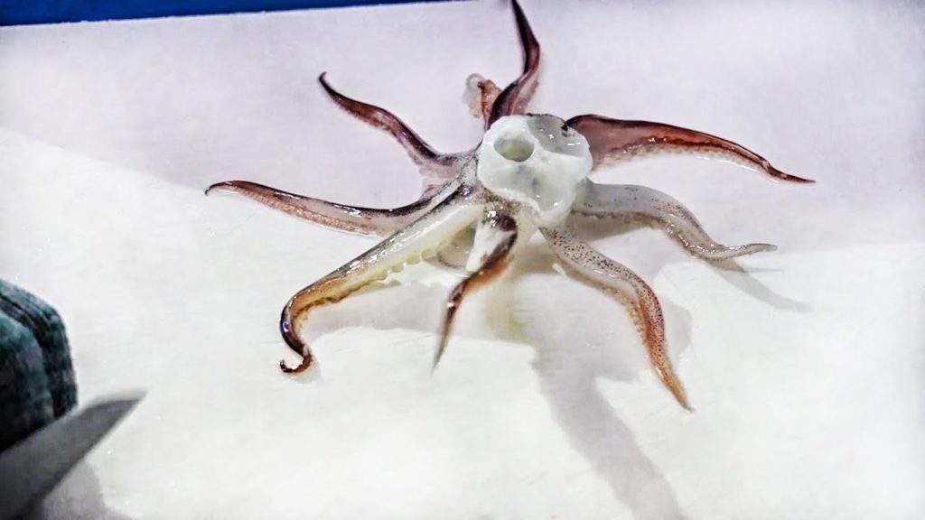 SQUID SASHIMI that looks amazing and delicious / 오징어회 – Squid Sashimi Master / Korean street food SQUID SASHIMI that looks amazing and delicious / 오징어회 - Squid Sashimi Master / Korean street food