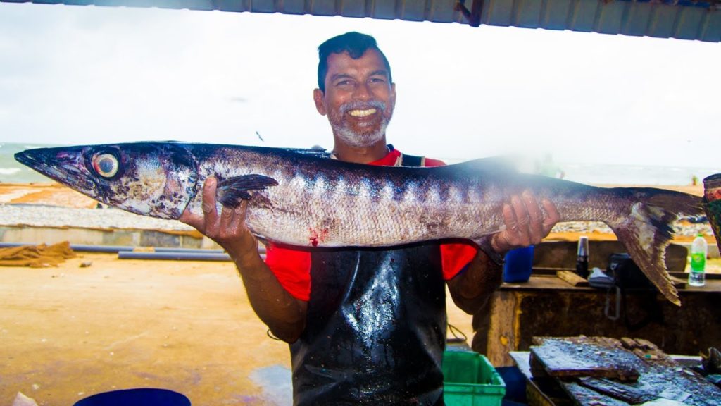 Cutting Huge Barakuda Fish | Best Fish Cutters