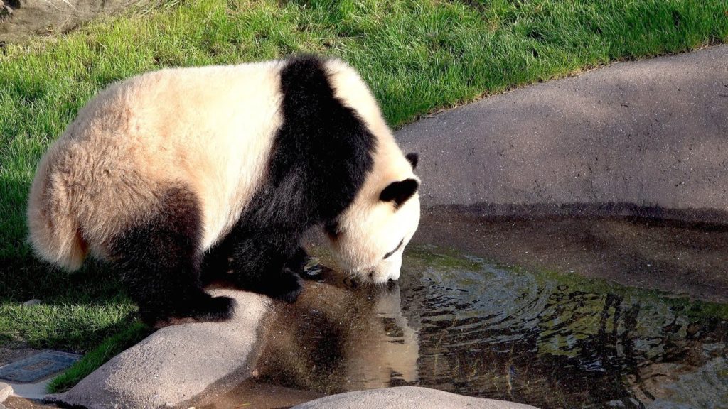 【子パンダ・結浜】水面にお顔が…💖高画質4K  PANDA in Adventure World,Wakayama,Japan!