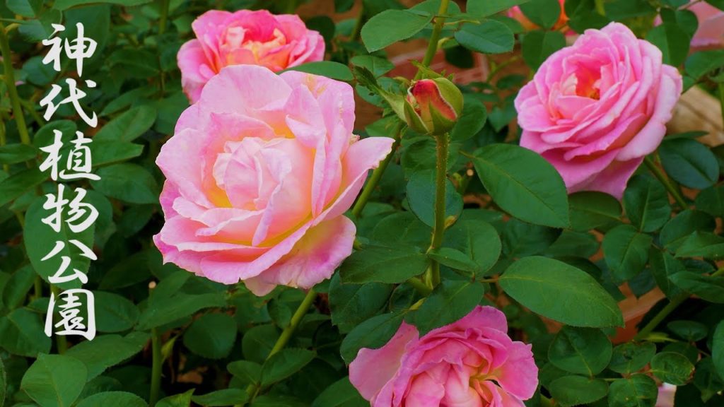 TOKYO. Autumn Rose season is coming in Tokyo metropolitan area.#4K #神代植物公園 #秋バラ