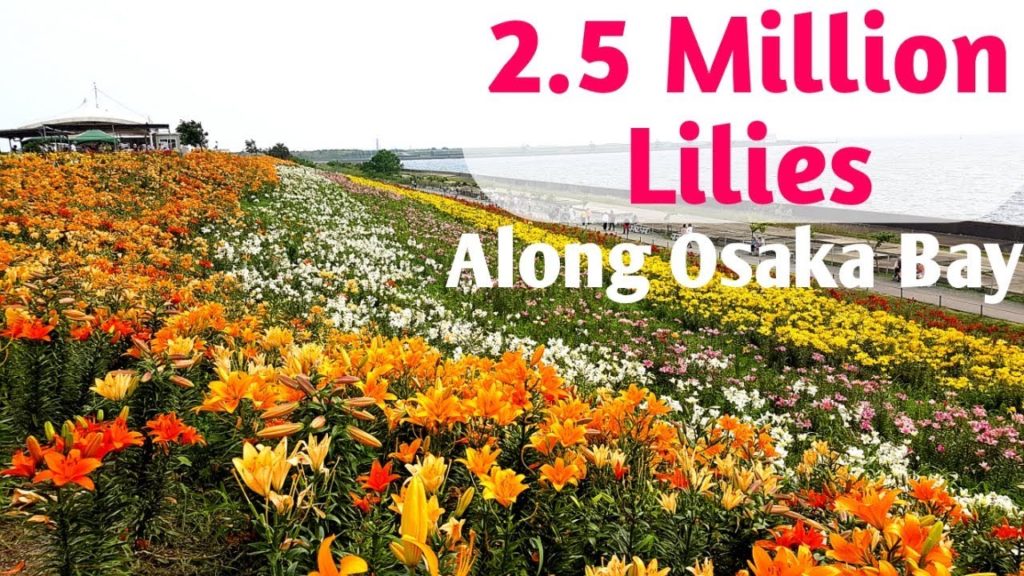 Things to do in Japan: Osaka Maishima Yurien, Lily Festival Things to do in Japan: Osaka Maishima Yurien, Lily Festival