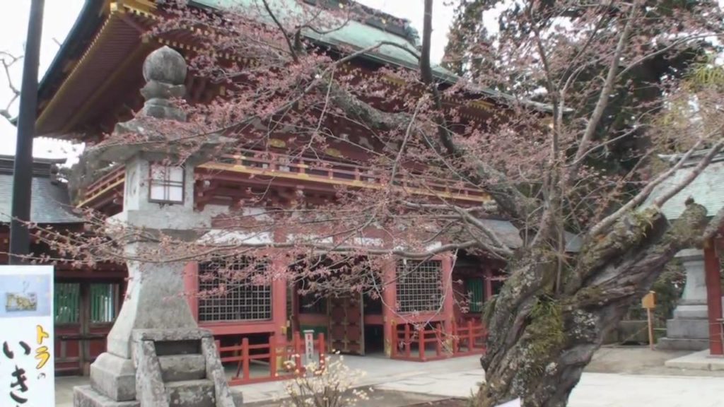 Cherry Blossoms at Shiogama Shrine in Japan