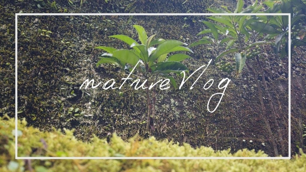 【自然vlog】秋の風景 4K映像 ✕ osmo pocket