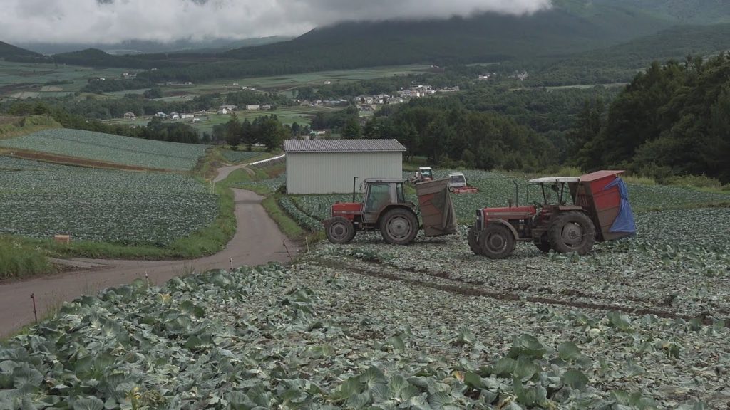 【4K】We try to stroll in a cabbage patch.（tumagoi　agatumagun　gunma   japan）