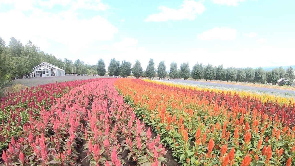 【4K】 Walking In Farm Tomita, Furano Hokkaido Japan 【4K】 Walking In Farm Tomita, Furano Hokkaido Japan
