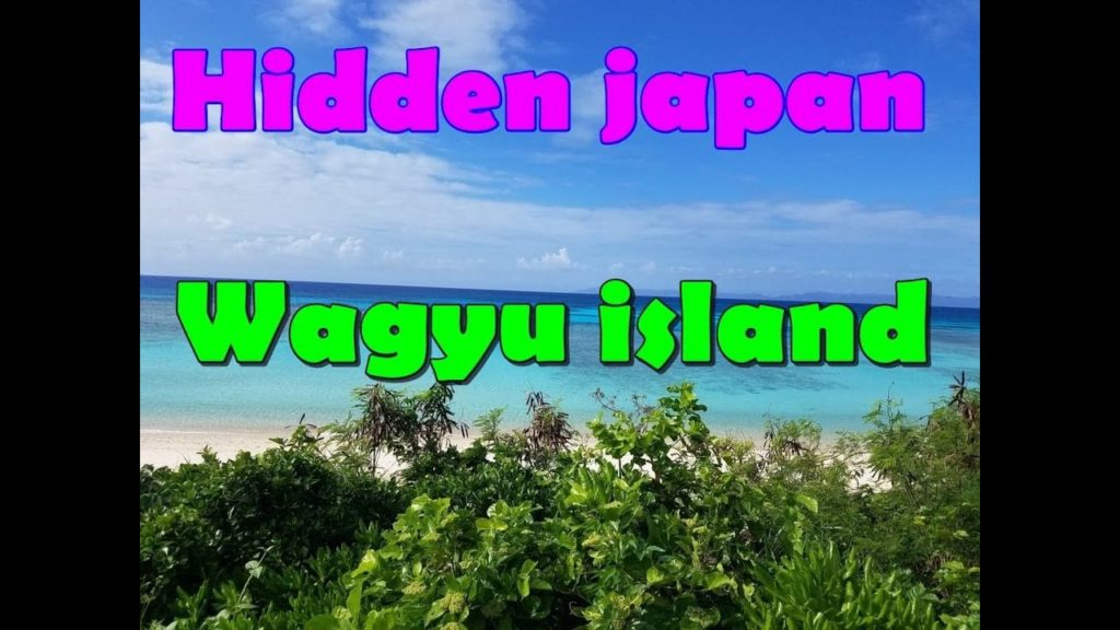 Kuroshima wagyu island. an island full of wagyu.join us on this amazing trip.