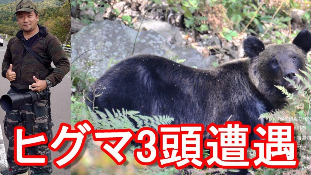 北海道の知床半島で合計3頭のヒグマ(羆）に遭遇！鮭の遡上に合わせて鮭(アキアジ）漁！Bears in Hokkaido in Japan
