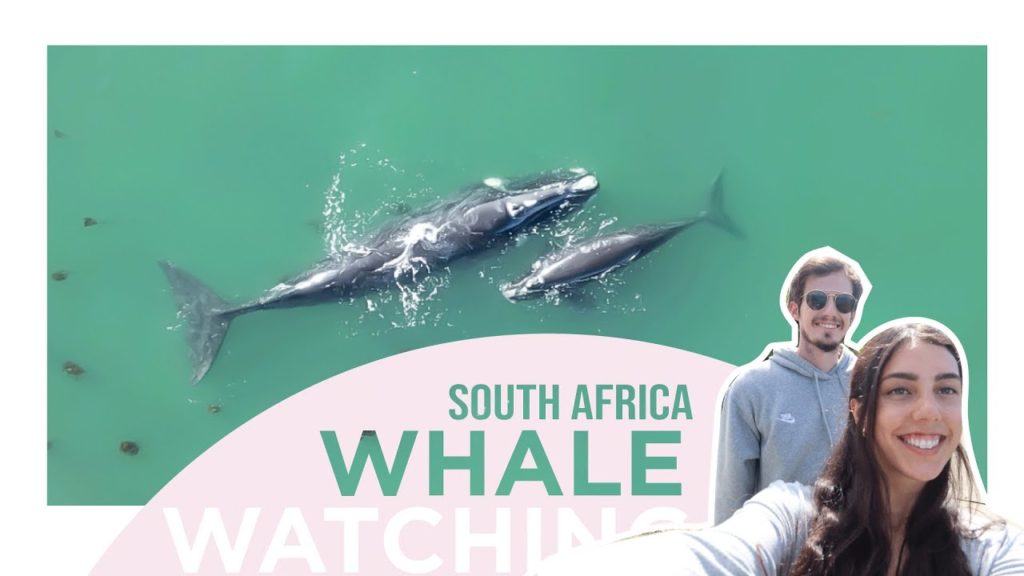 Cape Town Travel Vlog | Weekend Away Whale Watching in Hermanus!