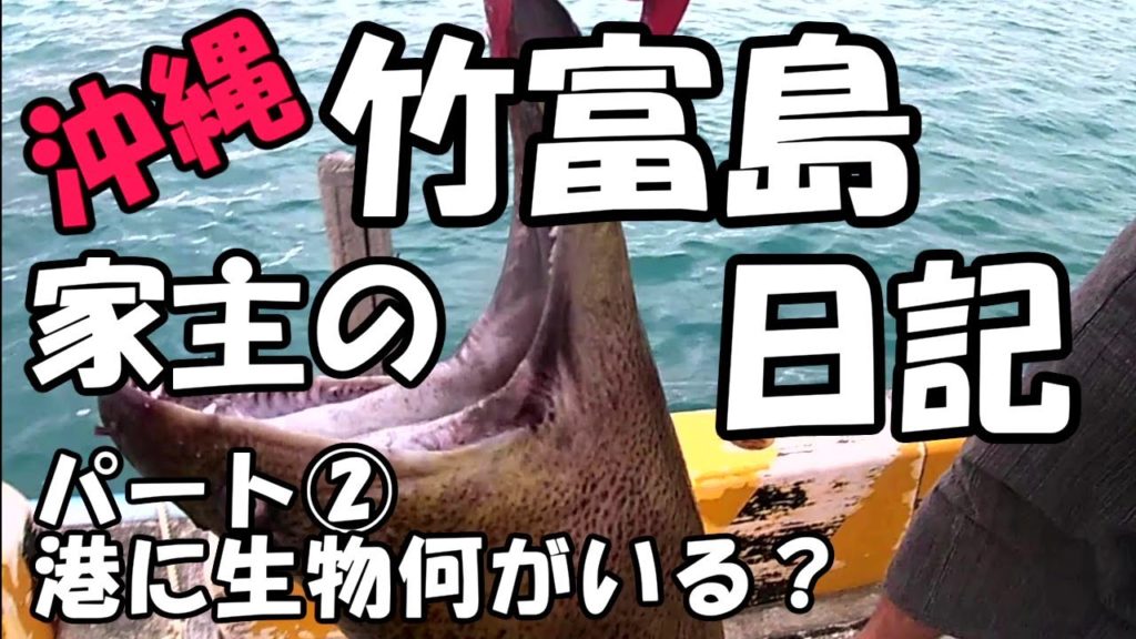 コロナの中の普通の沖縄離島生活・竹富島港に生物何がいる？パート２！＃44