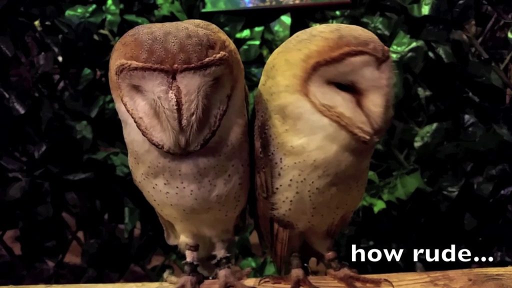 Our Trip To Tokyo Japan 2017  Episode 7