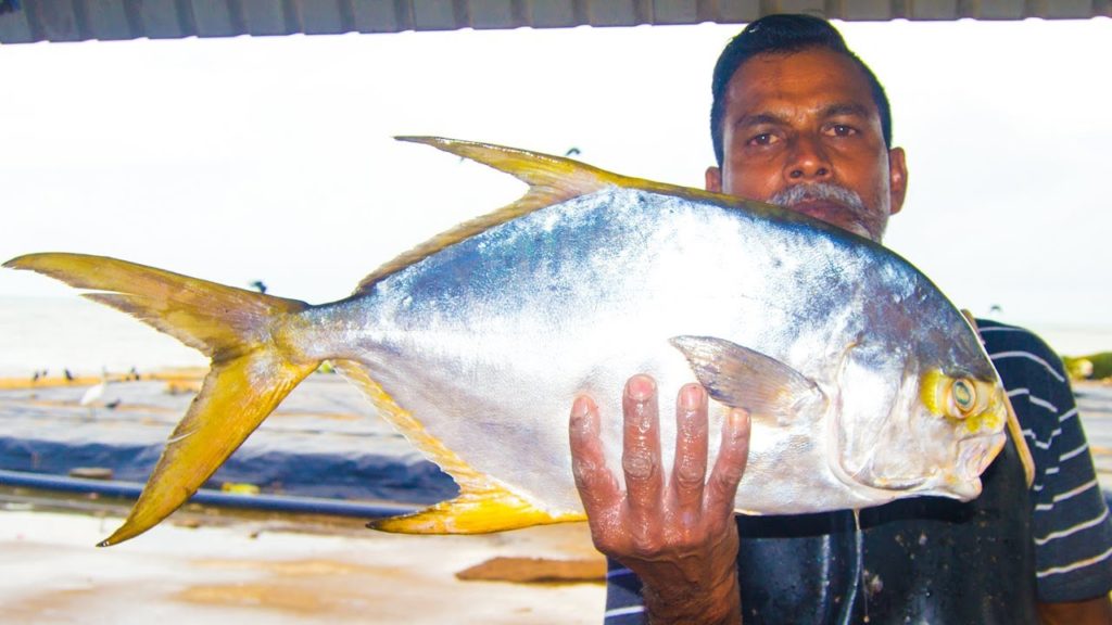 Pompano Fish Cutting | Made In Sri Lanka Fish Cutting Skills