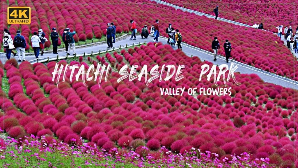 Ibaraki Hitachi Seaside Park Autumn 2020, Japan Travel Vlog Malayalam