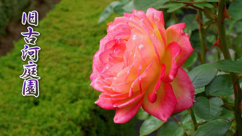 TOKYO. Roses at kyu-furukawa gardens 2020 Autumn (part 1). #旧古河庭園 #4K